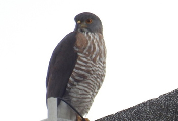 鳳頭蒼鷹
