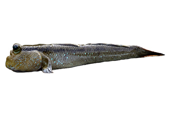 彈塗魚