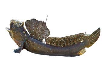 大彈塗魚