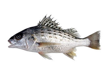 星雞魚