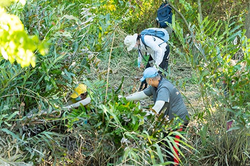 2025 社子島濕地 鹵蕨生態修復工作坊