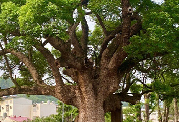 樟樹