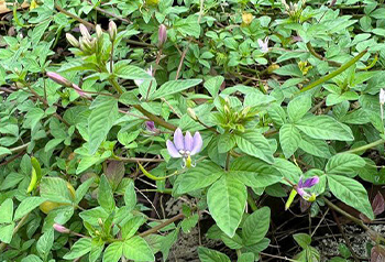 平伏莖白花菜